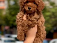 Çok Özel Redbrown Kore Toy Poodle Yavrular