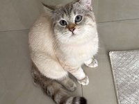 British Shorthair Oğlumuza Arkadaş Arıyoruz