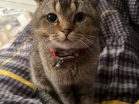 SCOTTİSH FOLD KEDİMİZE GÜVENİLİR YUVA
