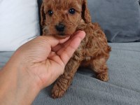 Show kalite tea cup kore poodle yavrularımız