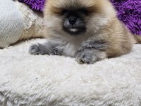 Orjinal ırkının en iyisi muhteşem kürk yapısı pomeranian