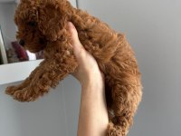 YENİ YIL ŞEKERLERİ POODLE KÖPEKLER SİZLER İÇİN HAZIR