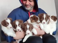 Çok iyi border collie yavruları istanbul