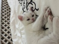 Safkan British Shorthair