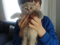 2 aylık yavrularımıza son iki adet dişi aile arıyoruz kedime