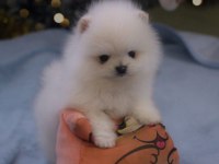Pomeranian Boo Teddy Bear Ayıcık Surat Yavrularımız