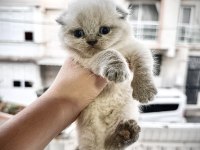 Scottish fold cinsi yavru kedilerim