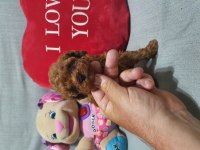 Kaliteli Ve Sağlık Garantili Poodle Yavrular