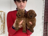 Üst Kalite Orjinal Toy Poodle Yavruları