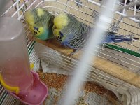 Show Jumbo Cift Sağlıklı Bakımlı Kuşlar