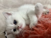 British longhair yavrularımız