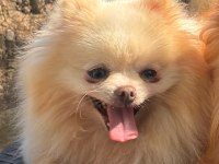 Dişi 2 Yaşında Pomeranian