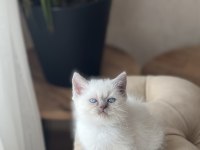 A Kalite British Shorthair Blue Point