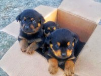 Orijinal Safkan Rottweiler Yavruları