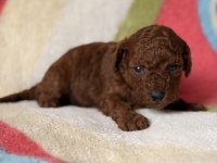 Red Brown Toy Poodle Yavrular