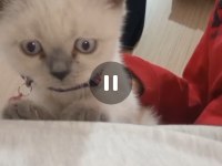 British blue point kedimiz