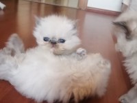 Show kalite iran persian baba scr belgeli rezerve konuldu