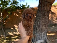 Sağlık Ve Irk Garantili Toy Poodle Yavrularımız