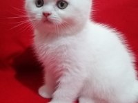 Son kalan dişi oyuncu bebeğim british shorthair