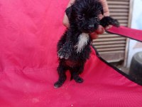 Maltese terrier yavrular