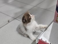 cinnemon bi color scottish fold british shorthair yavruları