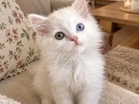Odd Eyes British Longhair