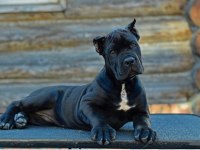 Çiftliğin Efsane Cane Corso Yavruları Kapıda Ödemeli