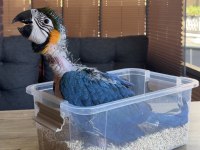 YASAL BELGELİ BEBEK YAVRU SARILACİVERT MACAW PAPAĞANI