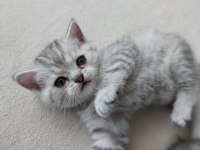 British shorthair cinsi yavrularımız yeni evlerini arıyor