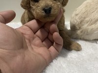 Apricot renk dişi erkek tam toy poodle yavrular