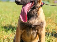 Belçika Malinois efsane yavrular