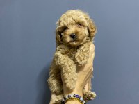 TOY POODLE KARDEŞLER