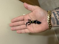 LEOPAR VE AFRİKAN FAT TAİLED GECKO