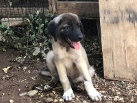 Kara Kırçıl Kangal Erkek Yavru BALBAZAR