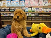 Orj. Babyface Poodle Bebeklerimiz