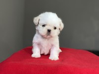 Shih-Tzu (Şitsu) yavrularımız yeni ailesini bekliyor