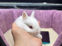 CÜCE NETHERLAND DWARF TAVŞANLAR
