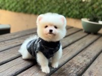 Sevimli Pomeranian