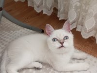 Pamuk minnak oyuncu british shorthair