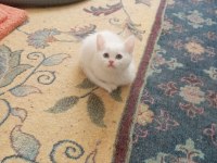 50 günlük british shorthair