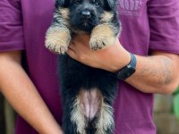 A Kalite Alman Çoban Köpeği Yavruları