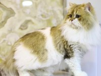 Ücretsiz Kısır british longhair