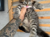 British longhair dişi iki aylık
