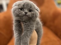 SCOTTISH FOLD GRİ YAVRULARIM 