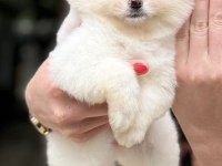 DİŞİ POMERANİAN BOO