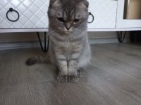 7 aylık dişi scottish Fold