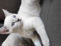 Evin neşesi British Shorthair