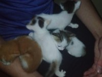 YAVRU KEDİLERE YUVA ARANIYOR