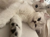 scottish fold british straight
