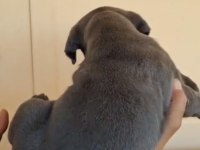 Orjinal cane corso